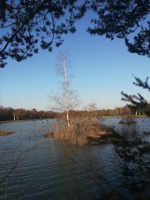 Bois Communal de Dionay à Roybon