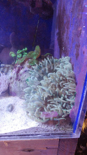 Pet Store «Aquarium & Reef Center», reviews and photos, 231 Del Prado Blvd, Cape Coral, FL 33990, USA