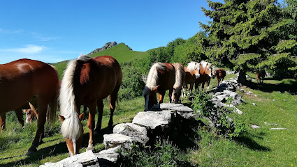 Cavalli Del Bisbino