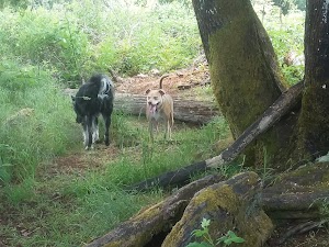 Fort Steilacoom Dog Park - photo 28