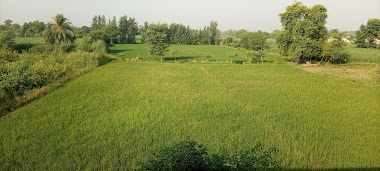 Mehsud Town Paharpur