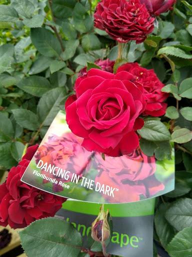 Home Improvement Store «The Home Depot», reviews and photos, 825 E Dundee Rd, Palatine, IL 60074, USA