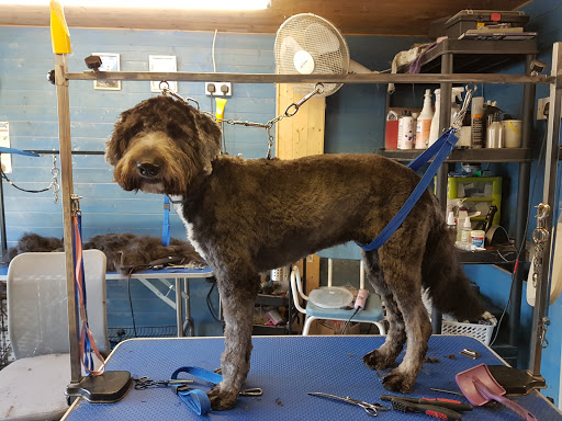 Dog groomers in Sheffield