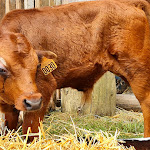 Photo n° 7 de l'avis de Légion1919. fait le 26/06/2022 à 13:48 pour Les Grandes Médiévales à Andilly