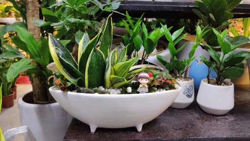 Top 20 cửa hàng cây kiểng Huyện Ba Vì Hà Nội 2022