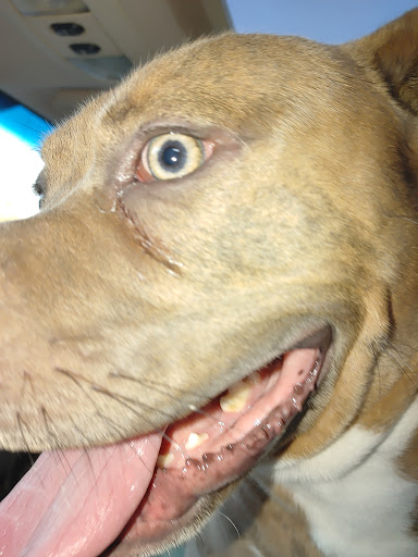 Pet Supply Store «Petco Animal Supplies», reviews and photos, 29560 W Seven Mile Rd, Livonia, MI 48152, USA