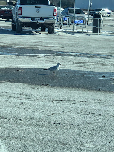 Department Store «Walmart Supercenter», reviews and photos, 200 Floyd Dr, Carrollton, KY 41008, USA