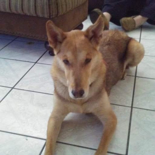 Animal Medical Center of Corona image