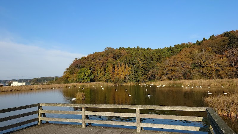 白鳥の里