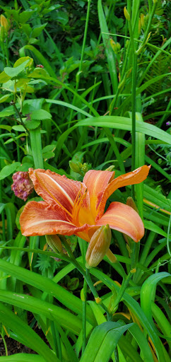 Museum «Shelton-McMurphey-Johnson House», reviews and photos, 303 Willamette St, Eugene, OR 97401, USA