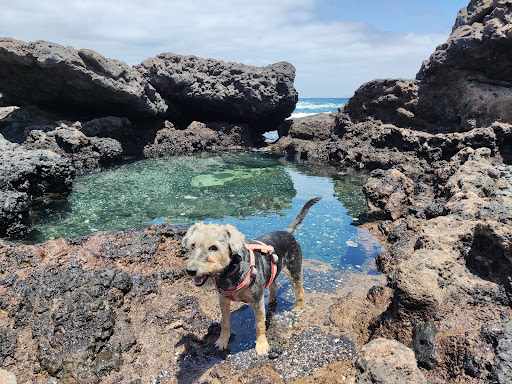 Consulta Veterinaria Princesa Ico. Axular Llantada Fdez en Playa Honda