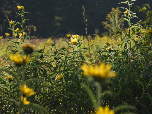 Nature Preserve «Potawatomi Wildlife Park», reviews and photos, 16998 Indiana 331, Tippecanoe, IN 46570, USA