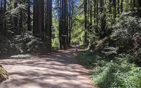 Reinhardt Redwood Regional Park image