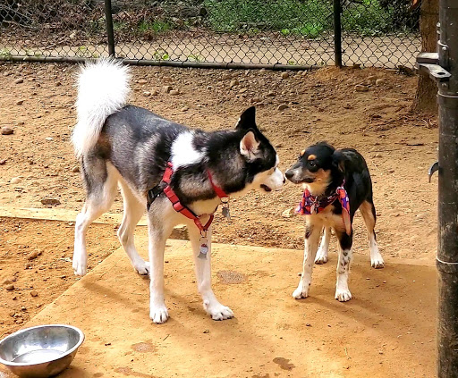 Dog Park «Forest Park Dog Run», reviews and photos, 8445 Park Ln S, Woodhaven, NY 11421, USA