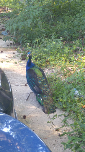 Used Car Dealer «Trending Auto LLC», reviews and photos, 1237 Oceana Blvd, Virginia Beach, VA 23454, USA