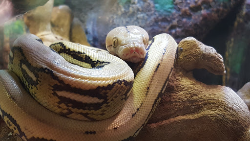 Pet Store «Exotic Pets», reviews and photos, 2410 N Decatur Blvd #160, Las Vegas, NV 89108, USA