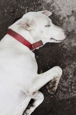 Pet Supply Store «Paws in the City Cary NC», reviews and photos, 1105 Tryon Village Dr #303, Cary, NC 27518, USA