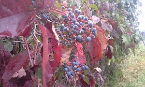 Valhalla Vineyards - photo 22