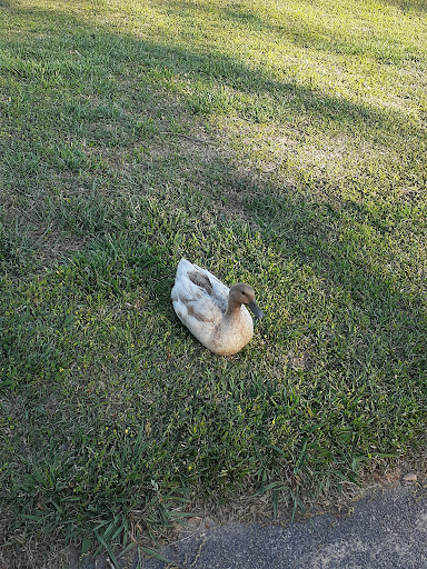 Park «Salem Park», reviews and photos, 1724 GA-155 N, McDonough, GA 30252, USA