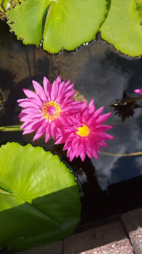 Lowe's Water Gardens & Etc - Photo 8 - Car repair in Spring, TX, The Woodlands