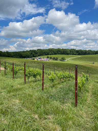 Winery «Black Ankle Vineyards», reviews and photos, 14463 Black Ankle Rd, Mt Airy, MD 21771, USA