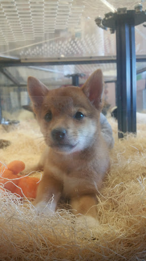 Pet Supply Store «Just Pets», reviews and photos, 8874 Maximus Dr, Lone Tree, CO 80124, USA