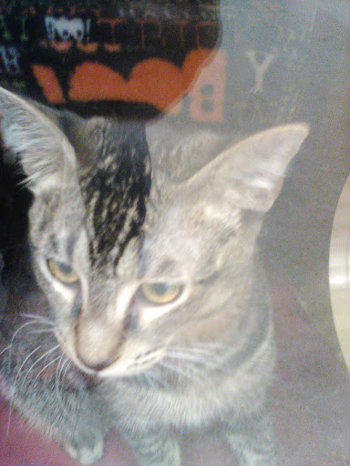 Pet Supply Store «Petco Animal Supplies», reviews and photos, 22 Peninsula Center, Rolling Hills Estates, CA 90274, USA