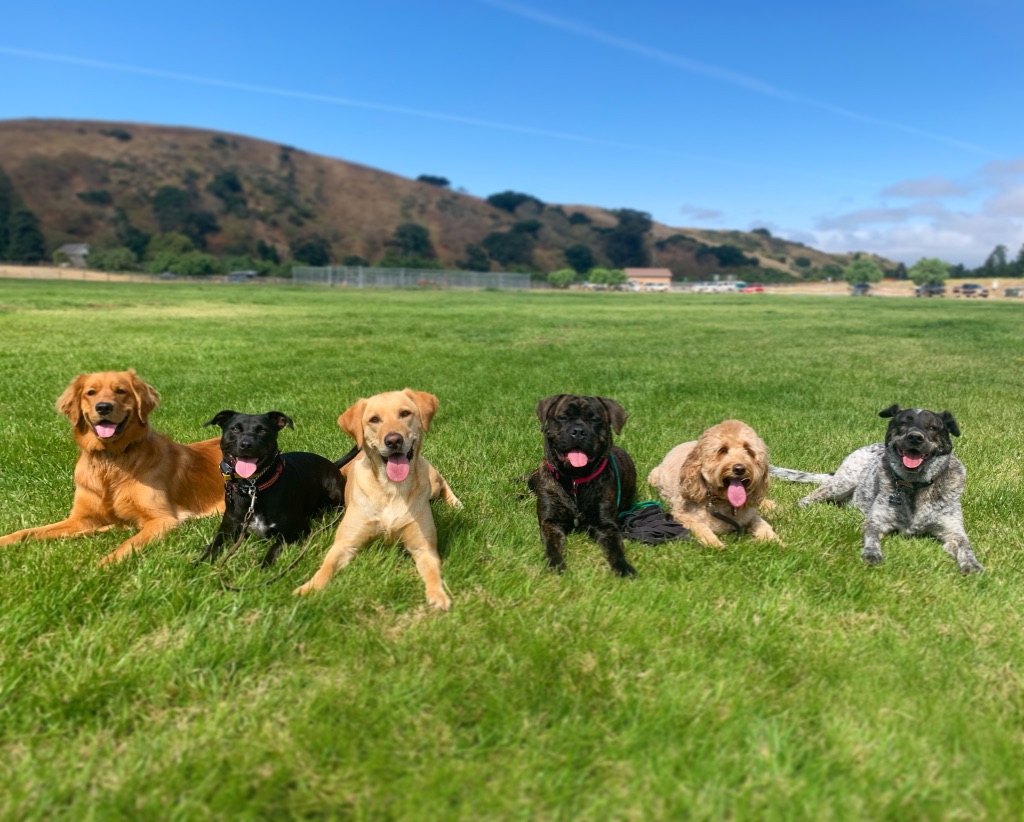 Stable Canine Training LLC