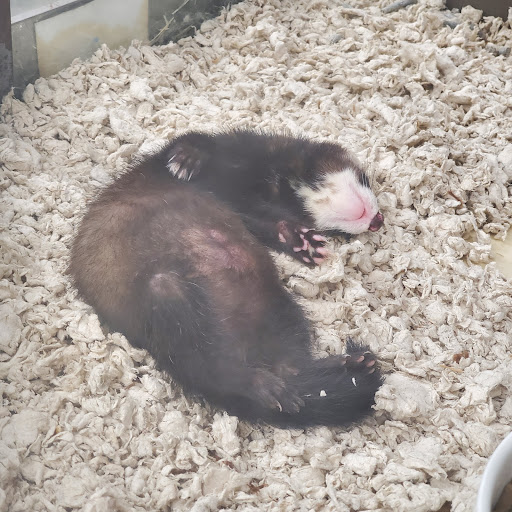 Pet Supply Store «Petco Animal Supplies», reviews and photos, 7303 Pinnacle Pkwy, Covington, LA 70433, USA