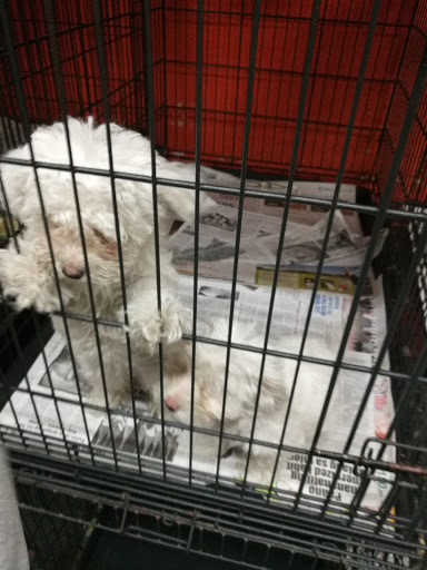 Pet Store «Planet Pet Shop», reviews and photos, 6624 Eastern Ave, Bell Gardens, CA 90201, USA