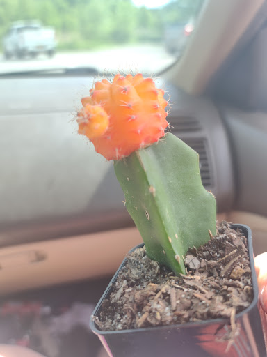 Department Store «Walmart Supercenter», reviews and photos, 6265 Brockport Spencerport Rd, Brockport, NY 14420, USA