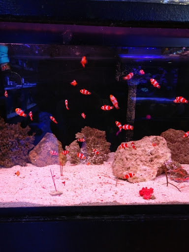Aquarium «Old Orchard Aquarium», reviews and photos, 9235 Skokie Blvd, Skokie, IL 60077, USA