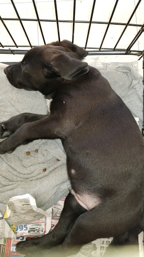 Pet Supply Store «Pet Supplies Plus», reviews and photos, 15034 San Pedro Ave Suite A, San Antonio, TX 78232, USA