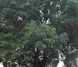 Santa Anita Park photo