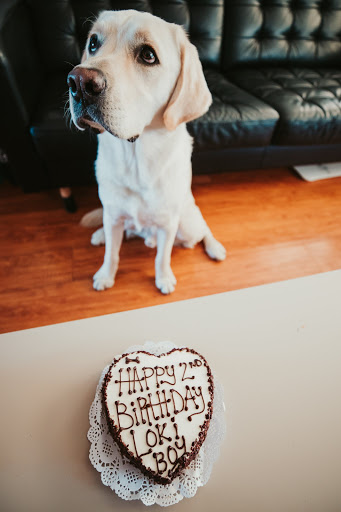 Pet Supply Store «The Dog Bakery», reviews and photos, 36 W Colorado Blvd, Pasadena, CA 91105, USA