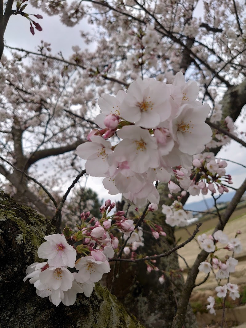 鵜戸川桜並木