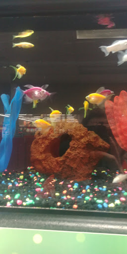 Pet Supply Store «Petco Animal Supplies», reviews and photos, 8775 SW Tualatin-Sherwood Rd, Tualatin, OR 97062, USA