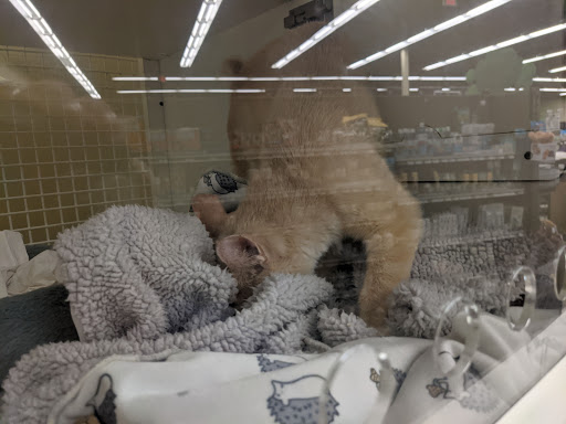 Pet Supply Store «Petco Animal Supplies», reviews and photos, 1310 Tingle Cir E b, Mobile, AL 36606, USA