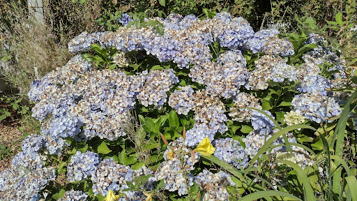 Museum «Philip Foster Farm», reviews and photos, 29912 SE Eagle Creek Rd, Eagle Creek, OR 97022, USA