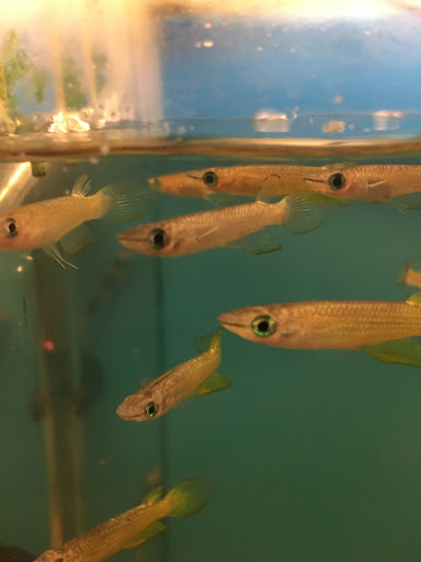 Tropical Fish Store «Sunset Pet & Supplies», reviews and photos, 1373 Sunset Blvd, Los Angeles, CA 90026, USA