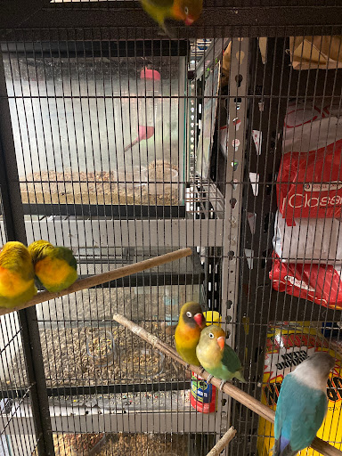 Pet Store «La Jungla Pet Shop», reviews and photos, 1865 W Flagler St, Miami, FL 33135, USA