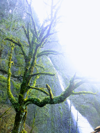 Waterfall «Horsetail Falls», reviews and photos, Historic Columbia River Hwy, Cascade Locks, OR 97014, USA