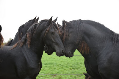 Haras du Berry à La Motte-Feuilly