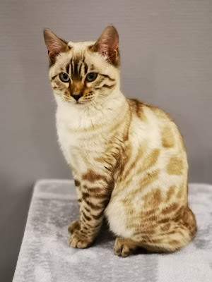 Bengal Siti : élevage de chatons Bengal (Meuse) à Pagny-sur-Meuse