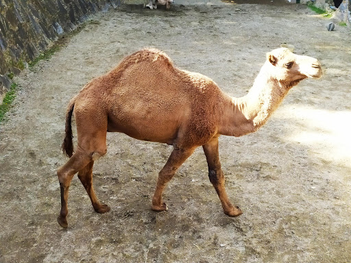 Granjas de animales en Caracas