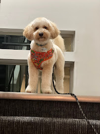 PetSmart - Photo 4 - Car repair in Ann Arbor, MI, Ann Arbor