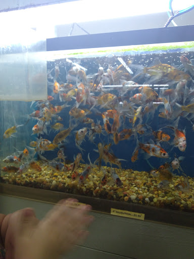 Pet Store «Fishland», reviews and photos, 205 St Louis St, West Plains, MO 65775, USA