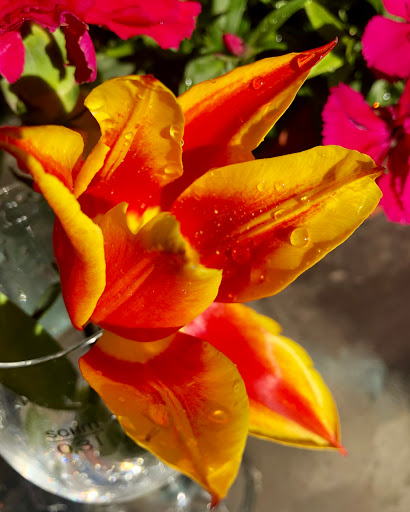 Grocery Store «Vons», reviews and photos, 780 N Brea Blvd, Brea, CA 92821, USA