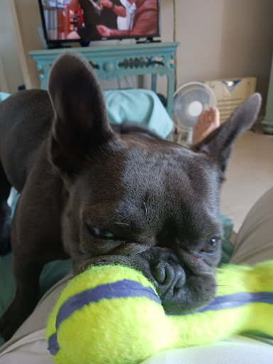 Pet Supply Store «Unleashed by Petco», reviews and photos, 1402 Wilshire Blvd, Santa Monica, CA 90403, USA