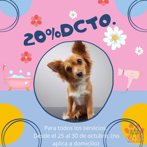 Opiniones de Malshi Spa canino pequeños tamaños. en Viña del Mar - Peluquería